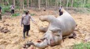 Elephant Day, Gajah Sumatra Nasibmu Kini Acehzone.com