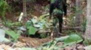 Nyaris Sepekan Kawanan Gajah Liar Duduki dan Rusak Kebun di Sakti, Pidie, Warga Usir Pakai Mercon Acehzone.com