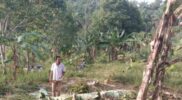 ‘Serangan’ Gajah Belum Mereda Acehzone.com