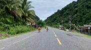 Ternak Warga Berkeliaran Di Jalan, Penggunaan Jalan Takut Terjadi Kecelakaan Acehzone.com