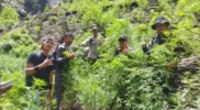 Tim Gabungan Musnahkan Sembilan Hektar Ladang Ganja di Pegunungan Agusen Acehzone.com