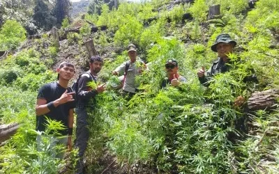 Tim Gabungan Musnahkan Sembilan Hektar Ladang Ganja di Pegunungan Agusen Acehzone.com