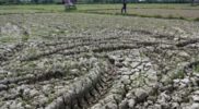 700 Hektare lahan sawah di Nagan Raya mengalami kekeringan, berpotensi gagal panen Acehzone.com